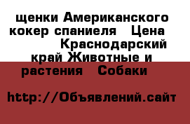 щенки Американского кокер спаниеля › Цена ­ 10 000 - Краснодарский край Животные и растения » Собаки   